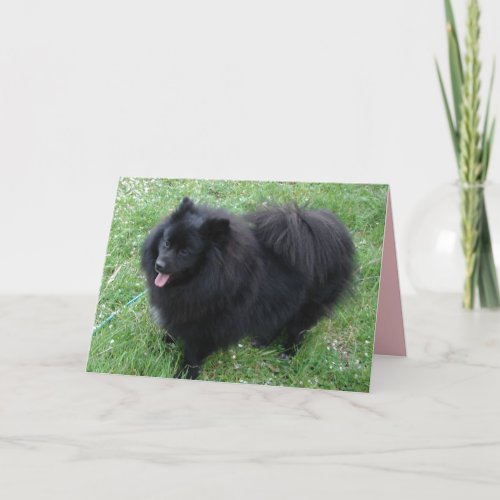 German Spitz Cute Black Pomeranian dogs Card