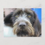 German Wire Haired Pointer Postcard