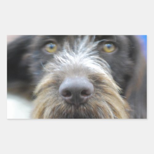 German Wire Haired Pointer Stickers