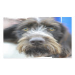 German Wire Haired Pointer Stickers