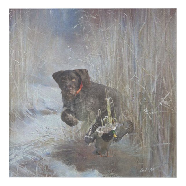  German Wirehaired Pointer Acrylic Print (Front)