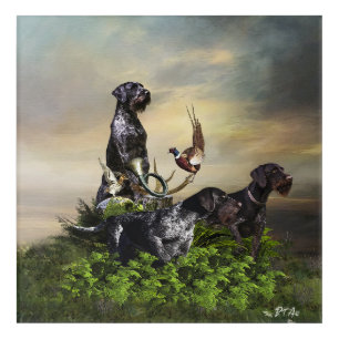 German Wirehaired Pointer Acrylic Print
