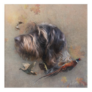 German Wirehaired Pointer Acrylic Print