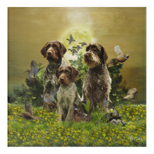  German Wirehaired Pointer      Acrylic Print