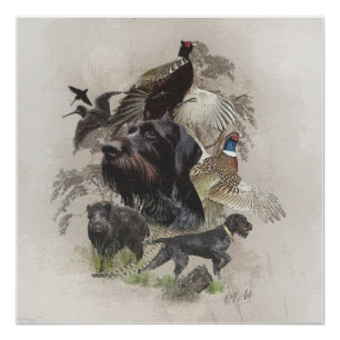 German Wirehaired Pointer , Continental pointing Poster