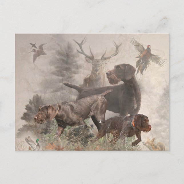  German Wirehaired Pointer     Holiday Postcard (Front)