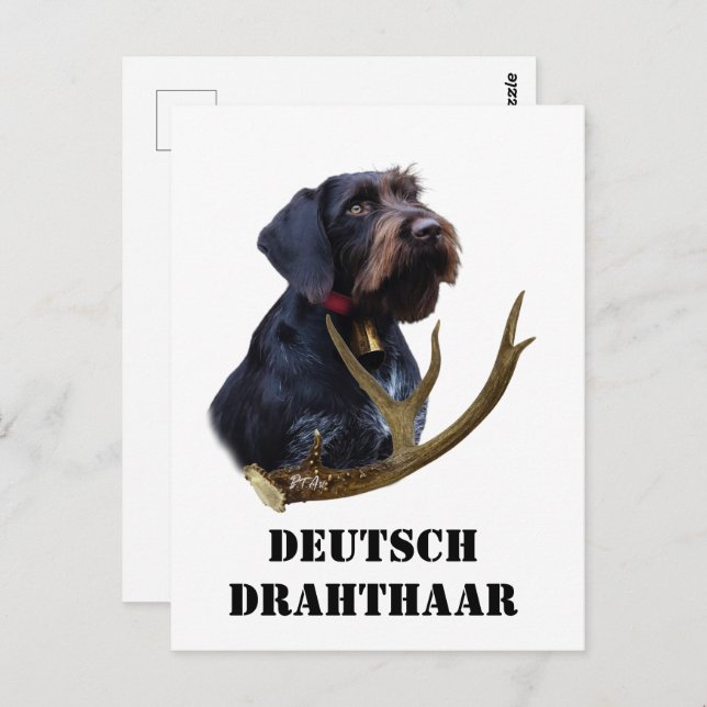  German Wirehaired Pointer     Postcard (Front/Back)