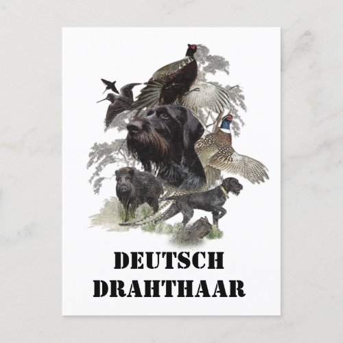  German Wirehaired Pointer     Postcard
