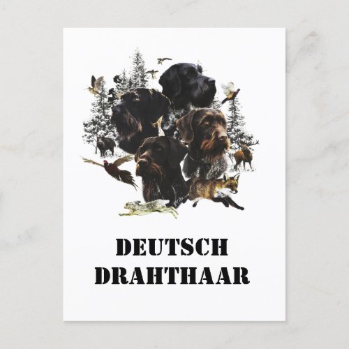 German Wirehaired Pointer     Postcard