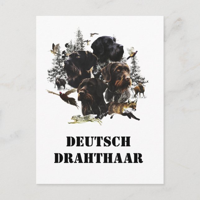 German Wirehaired Pointer     Postcard (Front)