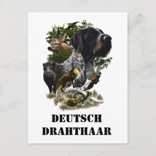  German Wirehaired Pointer     Postcard
