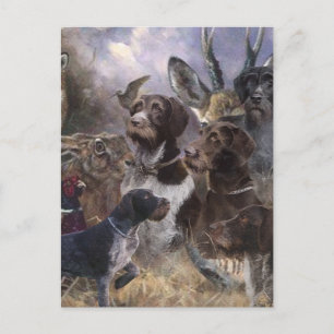 German Wirehaired Pointer Postcard