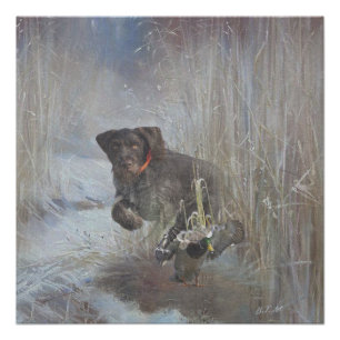 German Wirehaired Pointer Poster
