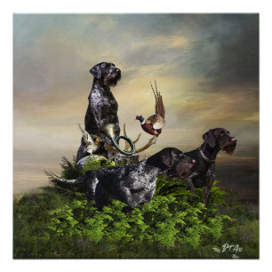  German Wirehaired Pointer    Poster