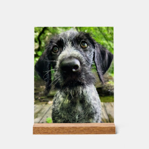 German Wirehaired Pointer Puppy Acrylic Sign