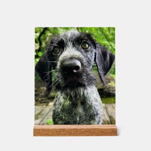 German Wirehaired Pointer Puppy Acrylic Sign