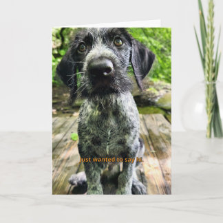 German Wirehaired Pointer Puppy Just Say Hi Card