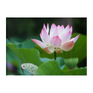 Germany - Lotus Flower - Landscape Acrylic Print