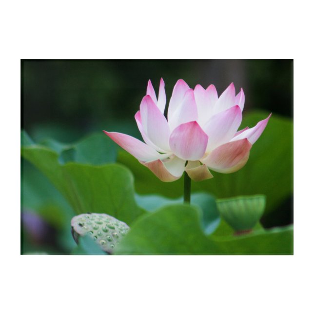 Germany - Lotus Flower - Landscape Acrylic Print (Front)