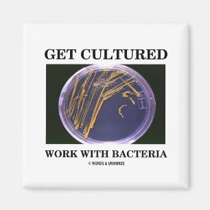 Get Cultured Work With Bacteria (Agar Plate) Magnet