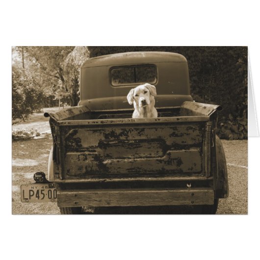 Get Out of Dodge - Dog Photograph Cards (Front Horizontal)