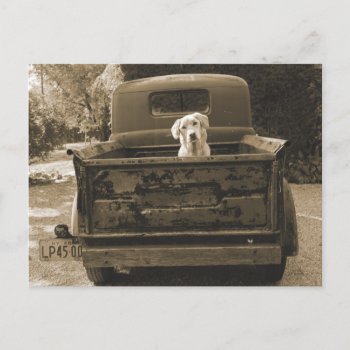 Get Out Of Dodge - Dog Photograph Postcard by wildapple at Zazzle