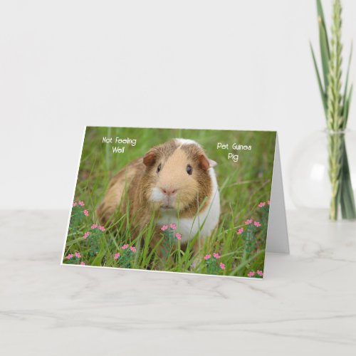 Get Well Card for Pet Guinea