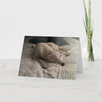 Get Well Card  Photo Of A Sleeping Dog Foil Greeting Card by PlaxtonDesigns at Zazzle