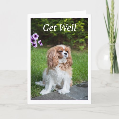 Get Well Flowers Cavalier King Charles Spaneils Card