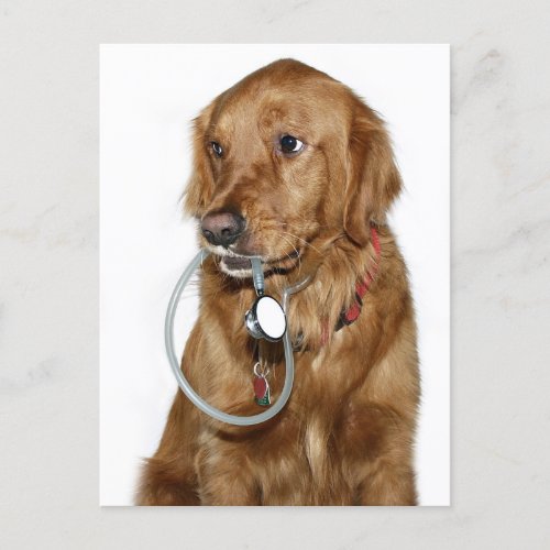 Get well golden retriever postcard