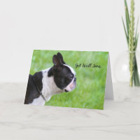 Get Well Soon Boston Terrier greeting card