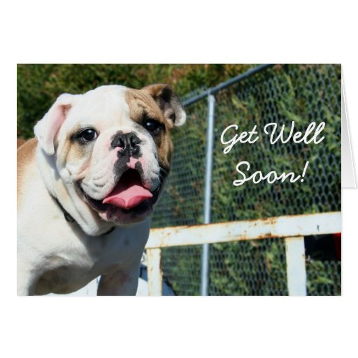 Get well soon bulldog greeting card | Zazzle