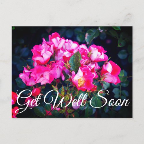 Get Well Soon Carefree Spirit Rose 1 Postcard