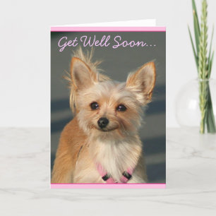 Get Well Soon Chihuahua greeting card