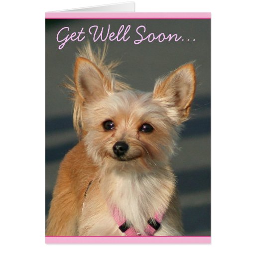 Get Well Soon Chihuahua greeting card | Zazzle