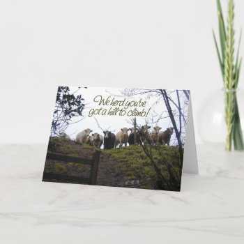 Get Well Soon. Cows. Card by graphicdoodles at Zazzle