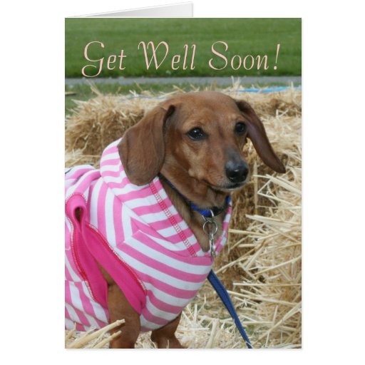 Get Well Soon Dachshund greeting card | Zazzle