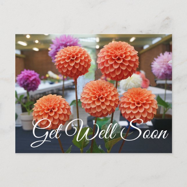 Get Well Soon Dahlia Rose Toscano #1 Postcard (Front)