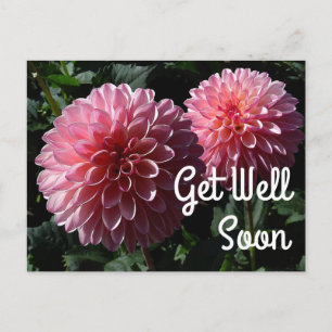Get Well Soon Dahlia Valley Porcupine #1 Postcard
