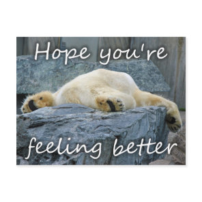 Get Well Soon Feel Better Polar Bear Cute Animals Postcard