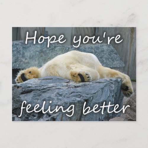 Get Well Soon Feel Better Polar Bear Cute Animals Postcard