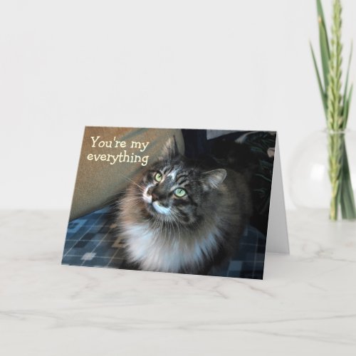 Get Well Soon Irresistible Cat Zorro Card