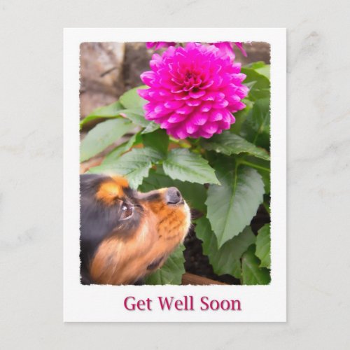 Get Well Soon King Charles Spaniel And Dahlia Postcard