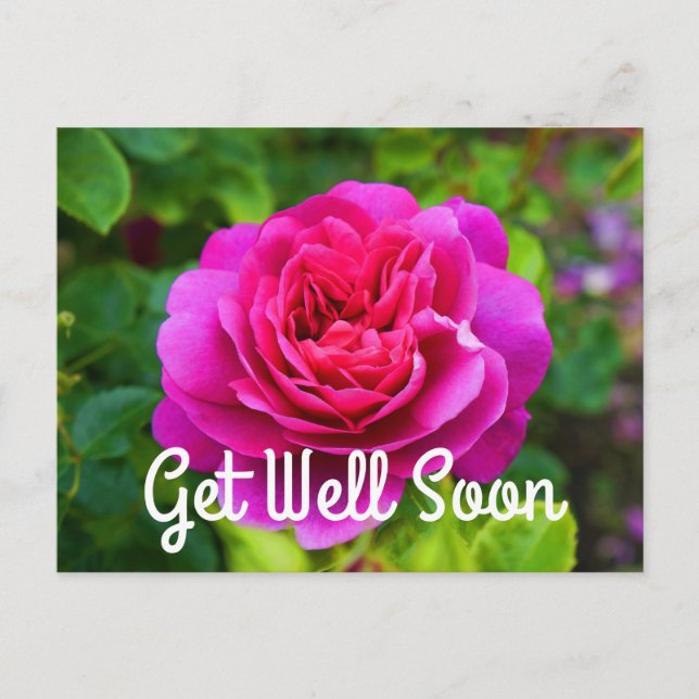 Get Well Soon Princess Anne Rose #1 Postcard (Front)
