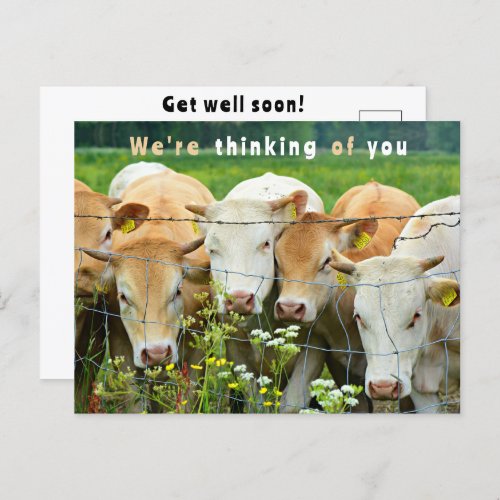 Get Well Soon Ranch Farm Cattle Country Flowers Postcard