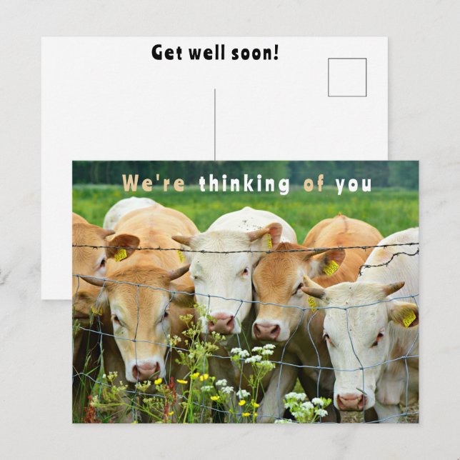 Get Well Soon Ranch Farm Cattle Country Flowers Postcard (Front/Back)
