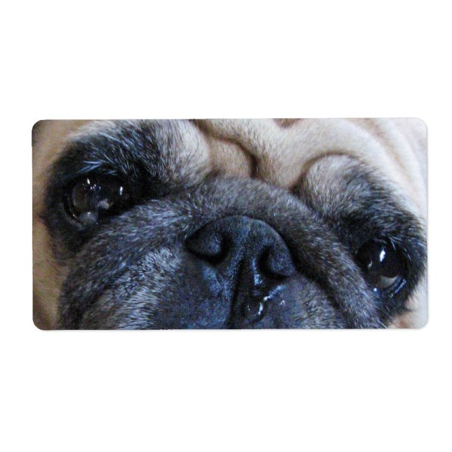 Get Well Soon Sick Pug Dog Label (Front)