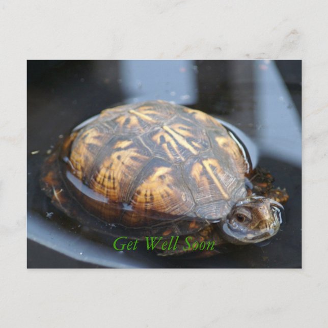 Get well soon turtle Postcard (Front)