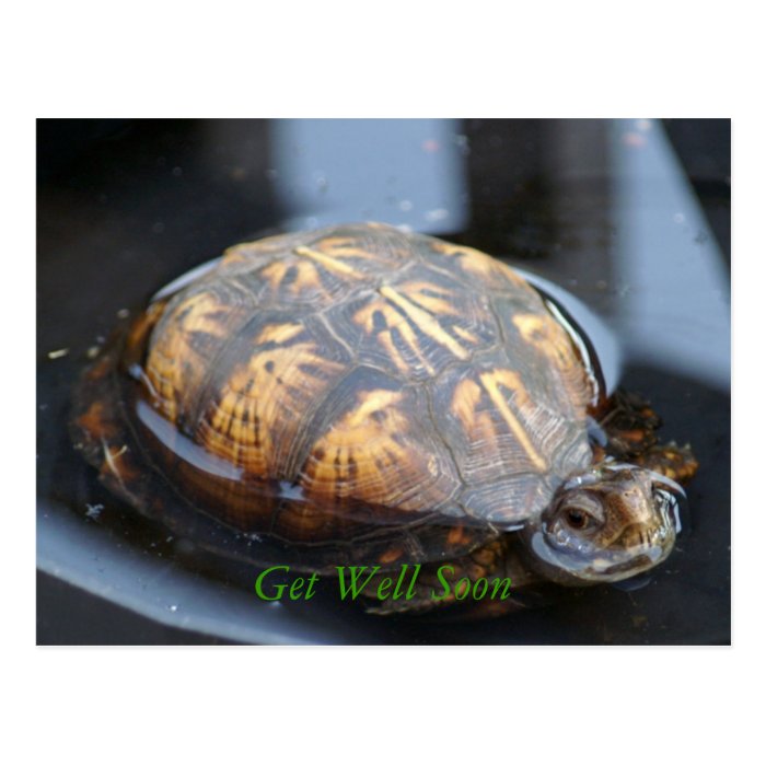 Get well soon turtle Postcard
