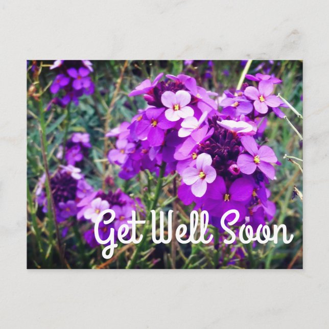 Get Well Soon Wallflower Bowles Mauve #1 Postcard (Front)